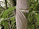 Ojuk (black bamboo). Ojuk (black bamboo).