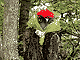 Fresh flowers carefully placed in a tree. Fresh flowers carefully placed in a tree.