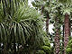 Cheju almost looks like a rain forest. Cheju almost looks like a rain forest.